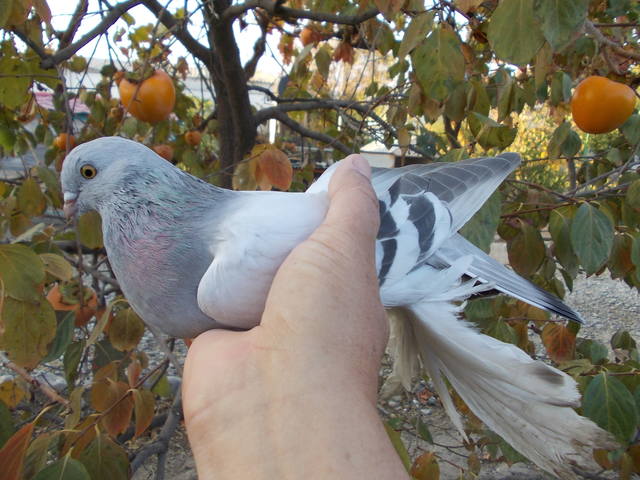 Бойные  голуби  Туркмении - Страница 24 3458372_m