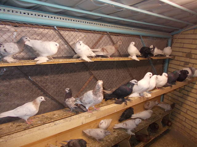Бойные  голуби  Туркмении - Страница 25 3458436_m