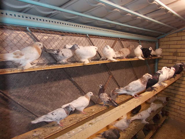 Бойные  голуби  Туркмении - Страница 25 3458461_m