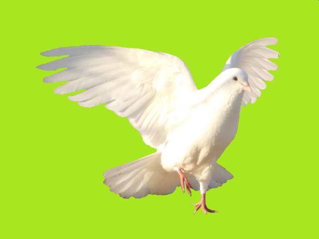 Бойные  голуби  Туркмении - Страница 25 3458478_m