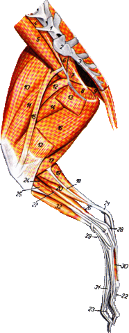 Анатомия кролика. 3464628_m
