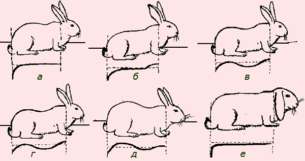 Анатомия кролика. 3464650_m