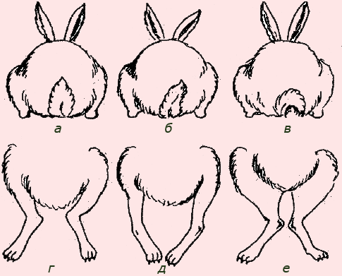 Анатомия кролика. 3464653_m
