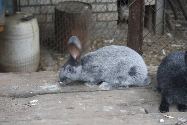 Кролик породы Серый Великан, содержание и разведение