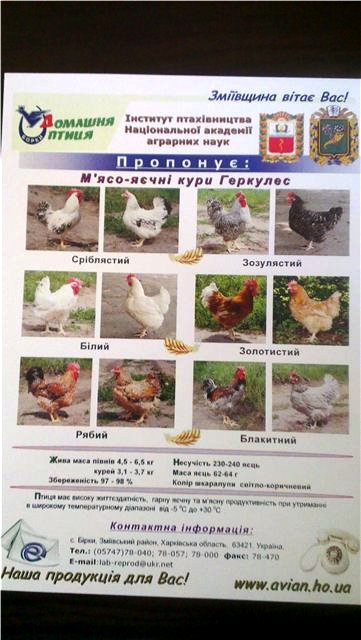 Куры породы Геркулес - Страница 14 3499515