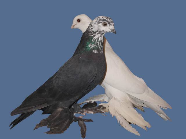 Бойные  голуби  Туркмении - Страница 25 3513705_m