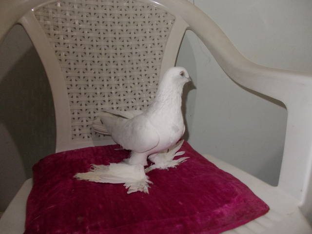 Бойные  голуби  Туркмении - Страница 25 3518860_m
