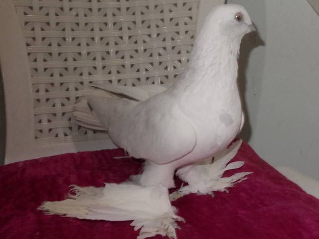 Бойные  голуби  Туркмении - Страница 25 3518873_m