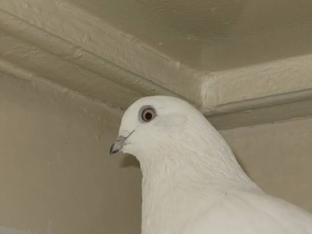 Бойные  голуби  Туркмении - Страница 25 3518884_m