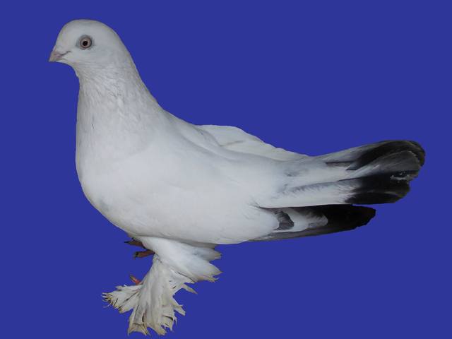 Бойные  голуби  Туркмении - Страница 25 3518976_m
