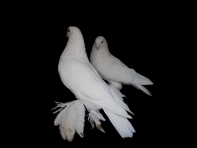 Бойные  голуби  Туркмении - Страница 25 3536461_m