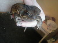 VFL.RU - ваш фотохостинг