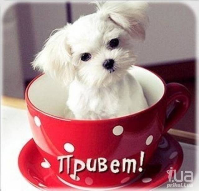VFL.RU - ваш фотохостинг