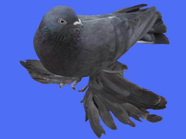 Бойные  голуби  Туркмении - Страница 25 3586660_m