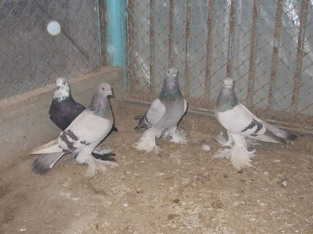 Бойные  голуби  Туркмении - Страница 25 3601024_m