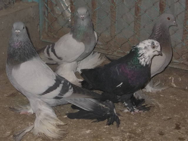 Бойные  голуби  Туркмении - Страница 25 3601130_m