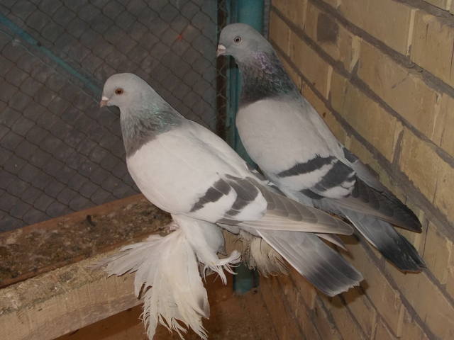 Бойные  голуби  Туркмении - Страница 25 3601266_m