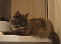 VFL.RU - ваш фотохостинг