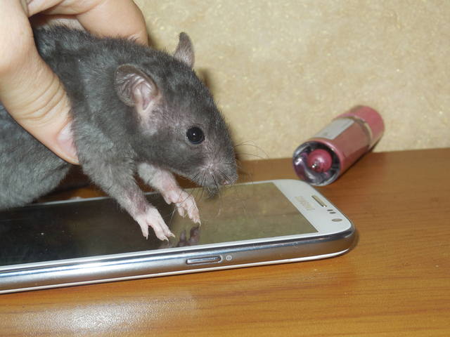 Крысенок от Мурки энд Барсика 3677215_m