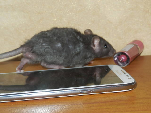 Крысенок от Мурки энд Барсика 3677216_m