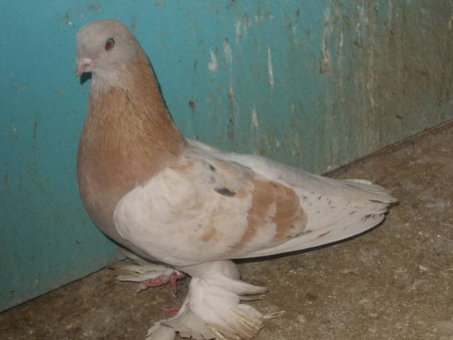 Бойные  голуби  Туркмении - Страница 28 3711373_m