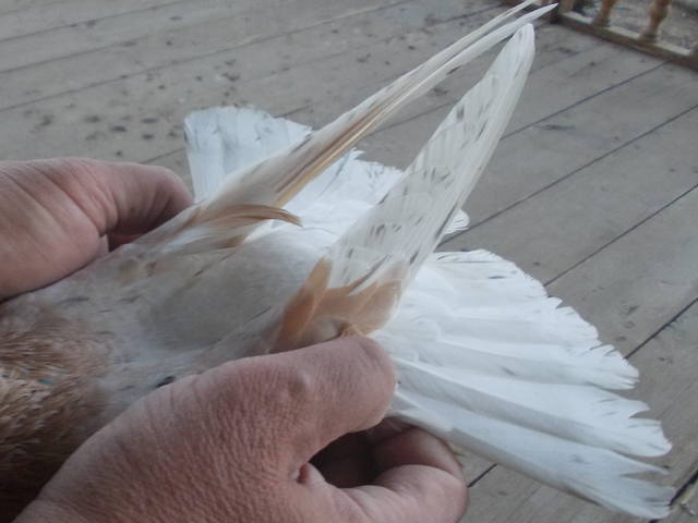 Бойные  голуби  Туркмении - Страница 28 3711385_m