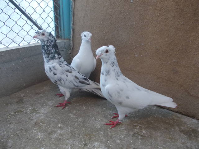 Двухчубые бойные голоногие голуби - Страница 16 3711683_m