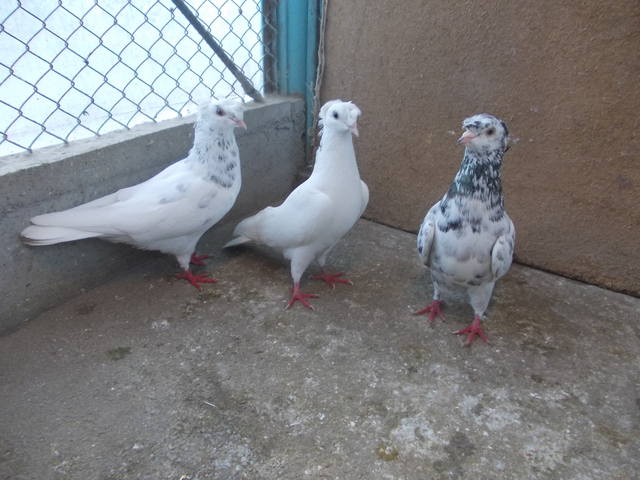 Двухчубые бойные голоногие голуби - Страница 16 3711713_m