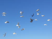 VFL.RU - ваш фотохостинг