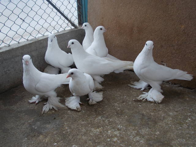 Бойные  голуби  Туркмении - Страница 28 3741809_m