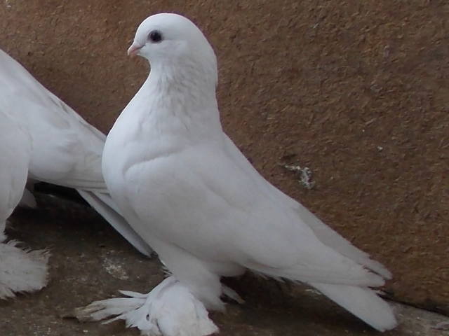 Бойные  голуби  Туркмении - Страница 28 3741821_m