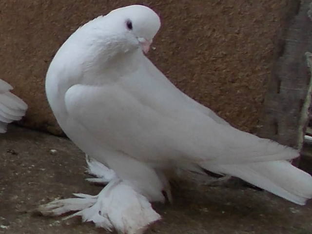 Бойные  голуби  Туркмении - Страница 28 3741828_m