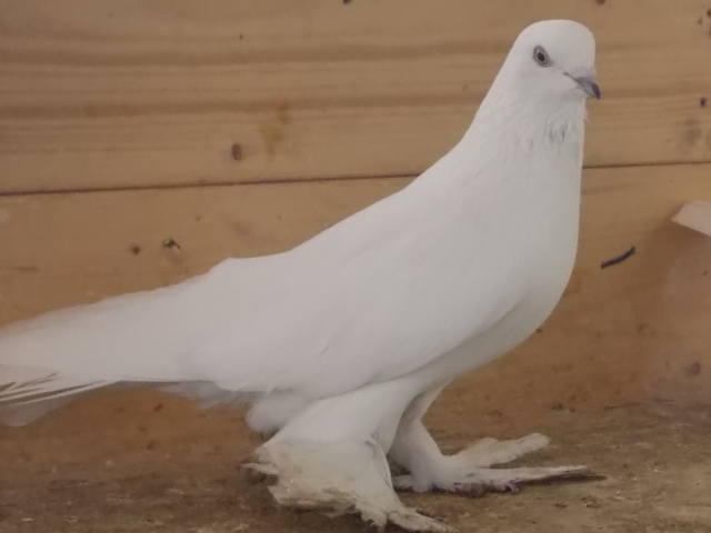 Бойные  голуби  Туркмении - Страница 28 3741833_m