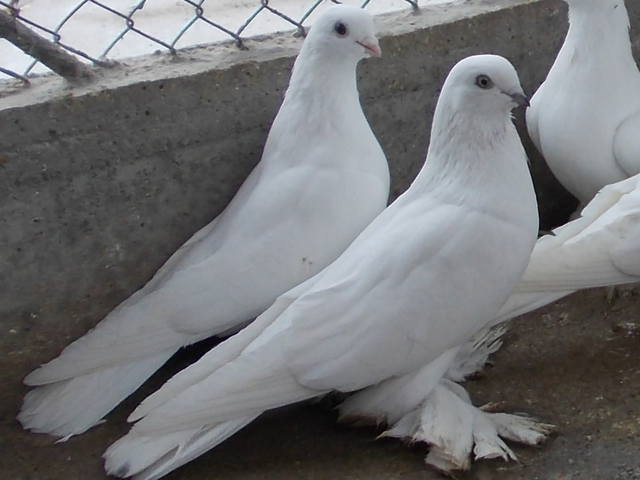 Бойные  голуби  Туркмении - Страница 28 3741842_m