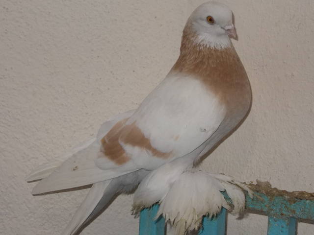 Бойные  голуби  Туркмении - Страница 28 3756793_m