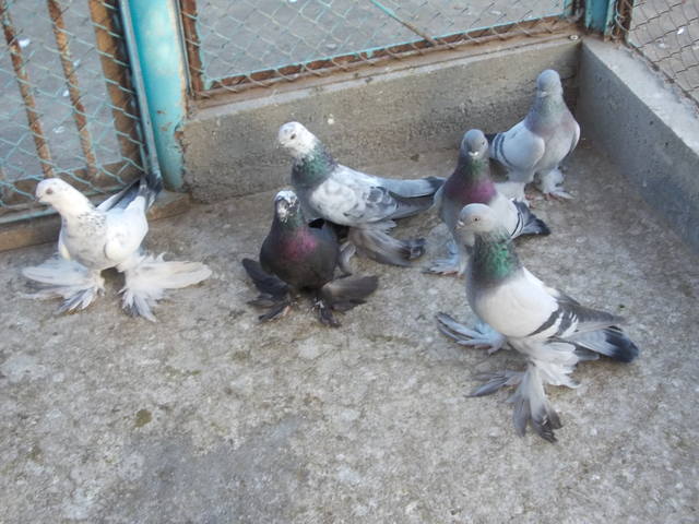 Бойные  голуби  Туркмении - Страница 28 3758146_m