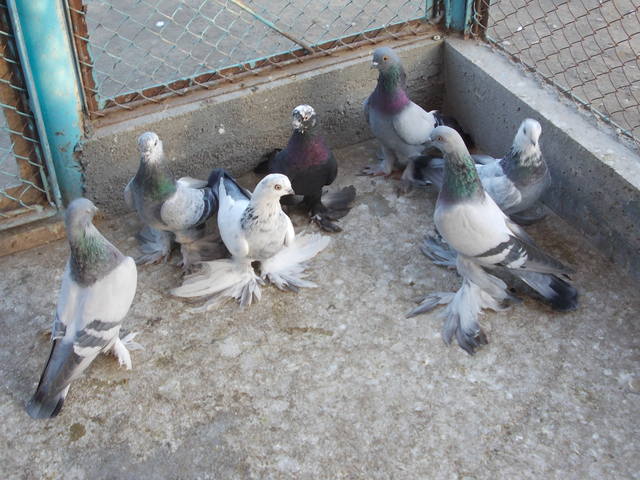 Бойные  голуби  Туркмении - Страница 28 3758199_m