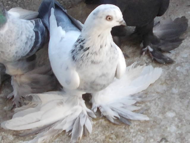 Бойные  голуби  Туркмении - Страница 28 3758251_m
