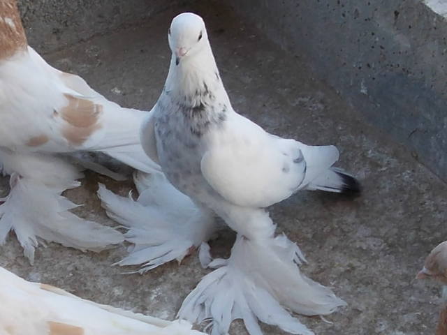 Бойные  голуби  Туркмении - Страница 29 3758257_m
