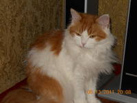 VFL.RU - ваш фотохостинг