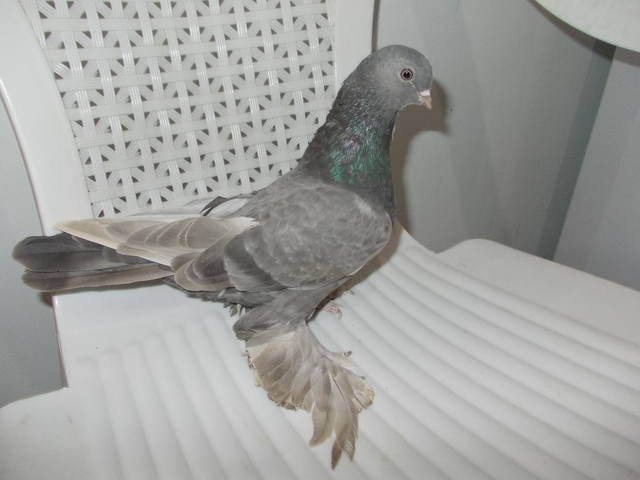 Бойные  голуби  Туркмении - Страница 29 3786390_m