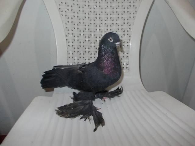 Бойные  голуби  Туркмении - Страница 29 3793198_m