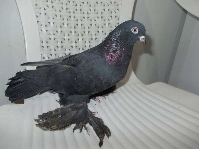 Бойные  голуби  Туркмении - Страница 29 3793248_m