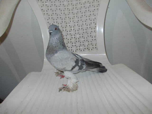 Бойные  голуби  Туркмении - Страница 29 3800322_m
