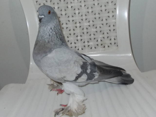 Бойные  голуби  Туркмении - Страница 30 3800335_m