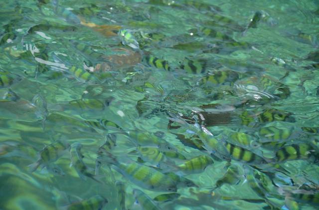 Одиночкой,в первый раз.Краби-ПиПи-Ланта-Краби-Сингапур-Лангкави_Ко липе-БКК