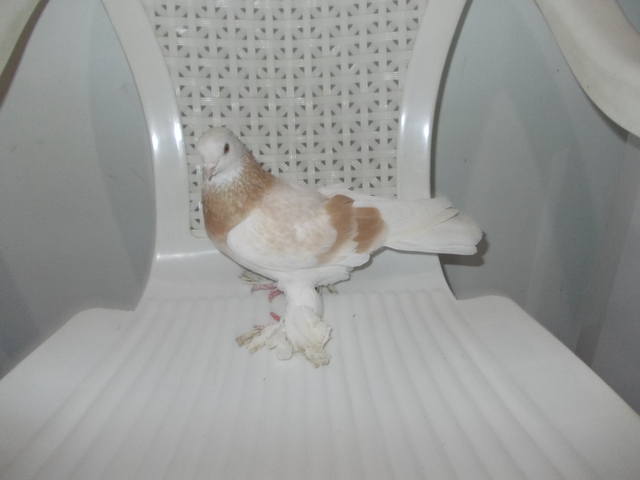 Бойные  голуби  Туркмении - Страница 30 3814222_m