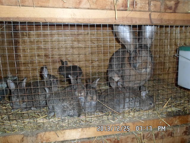Бельгийский Великан(Обр,Ризен,Фландр) Кролики гиганты.часть 2 3836119_m