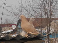 жёлтый и тасман