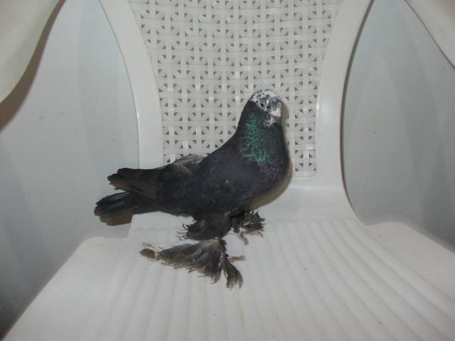 Бойные  голуби  Туркмении - Страница 30 3855773_m